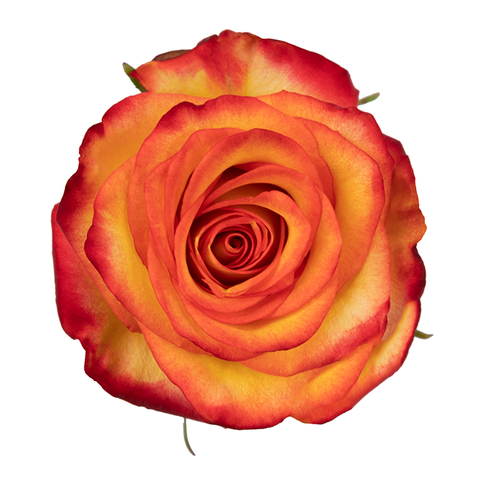 Red Premium Magic Rose
